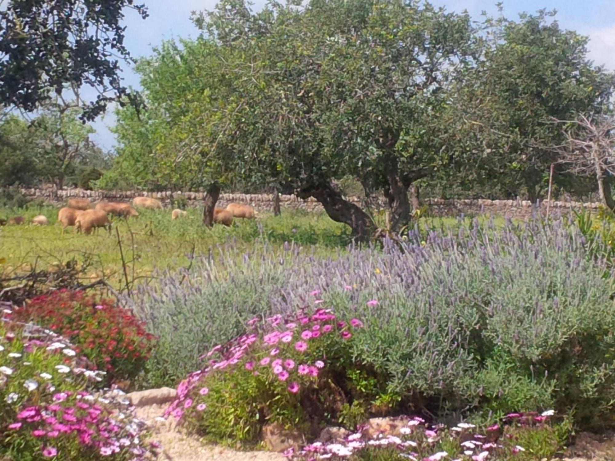 Finca Son Marimon (Adults Only) 산타니 외부 사진